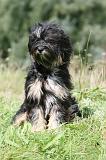 TERRIER DU TIBET 370